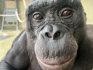 Study Suggests Bonobo Kanzi Can Play Pretend Like Children