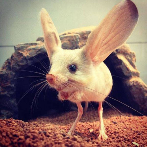 FunnyAnimals